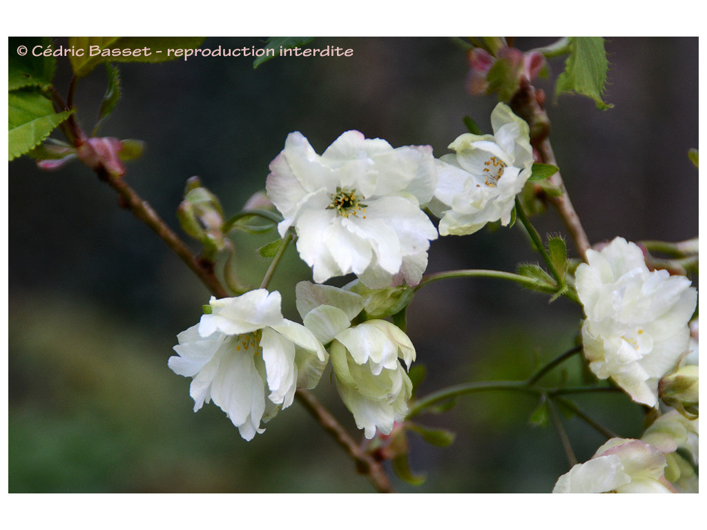 PRUNUS SERRULATA 'UKON'