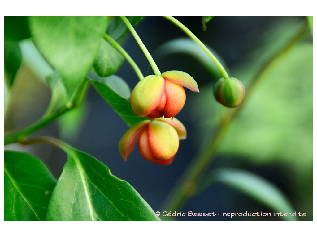 SCHISANDRA ARISANENSIS