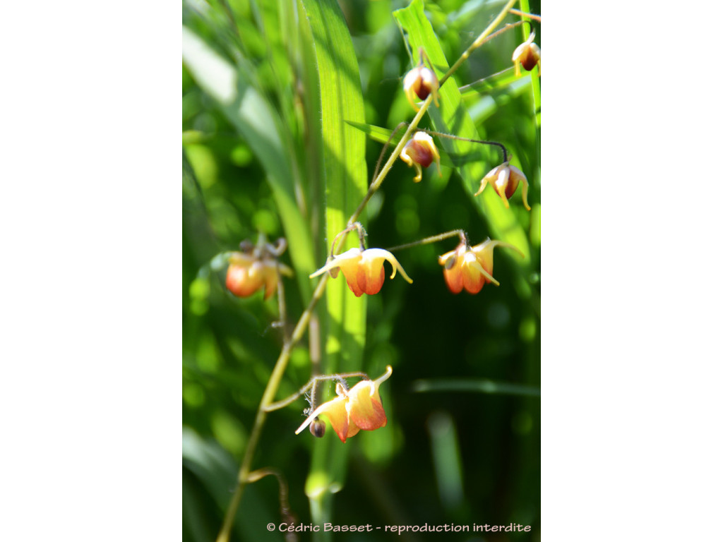 EPIMEDIUM 'RIK'