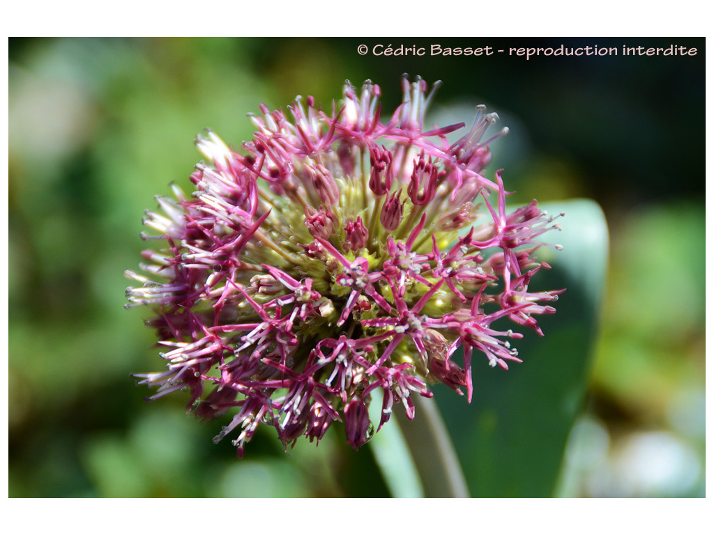 ALLIUM KARATAVIENSE 'RED GIANT'