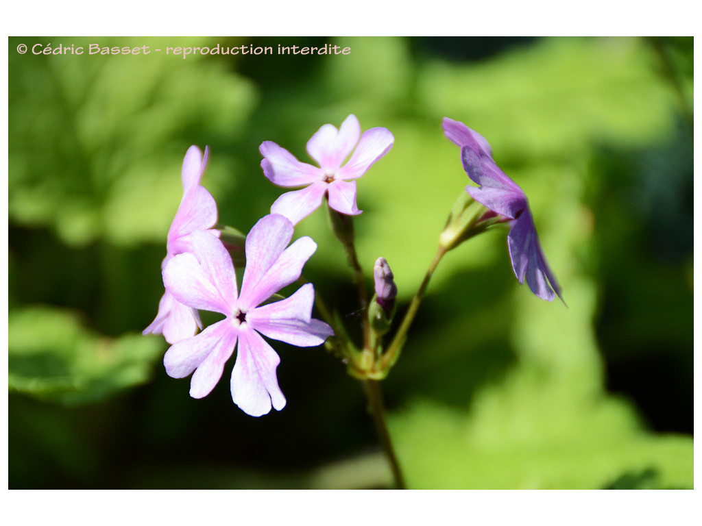 PRIMULA SIEBOLDII 'ASAHIGATA' PRIMULA SIEBOLDII 'ASAHIGATA'