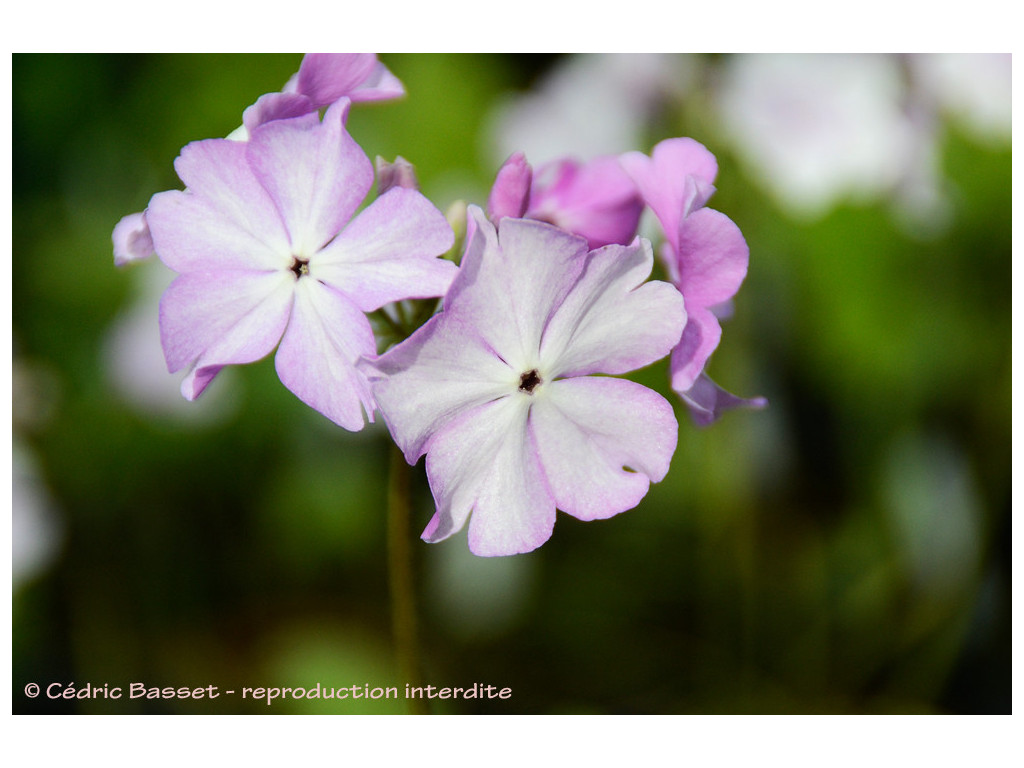 PRIMULA SIEBOLDII 'DAIKOSHI'