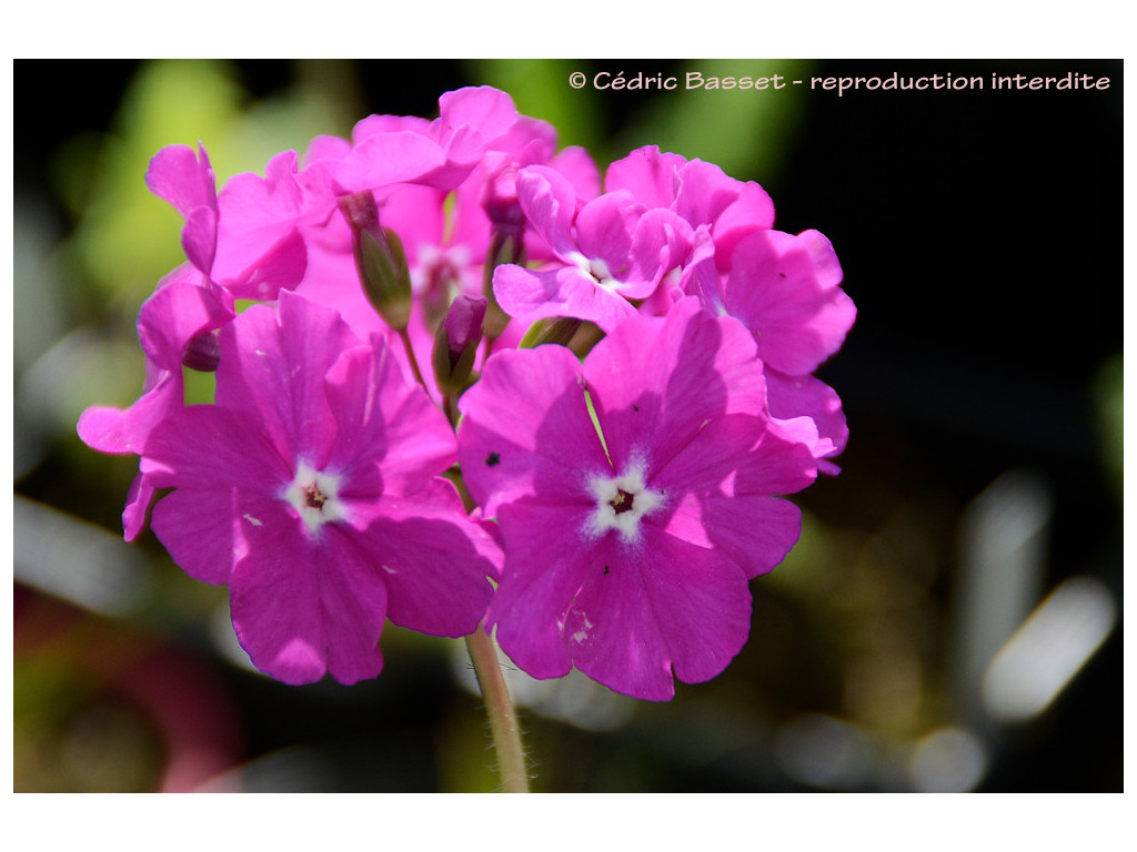 PRIMULA SIEBOLDII 'HATU GARASU' PRIMULA SIEBOLDII 'HATU GARASU'