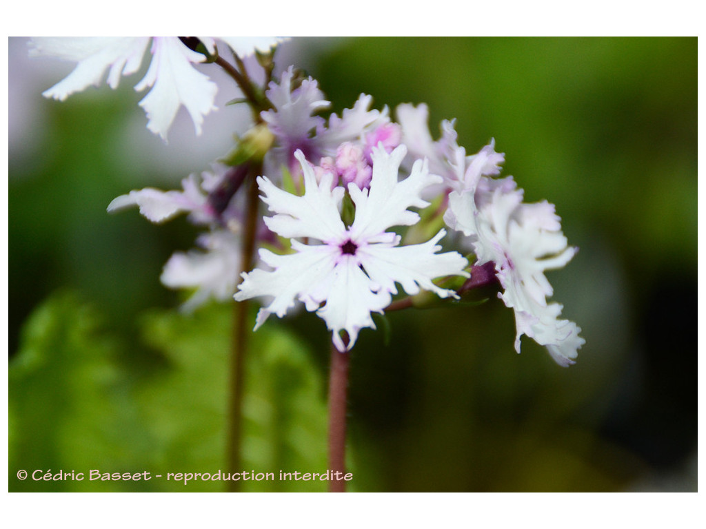 PRIMULA SIEBOLDII 'KASHIMA'