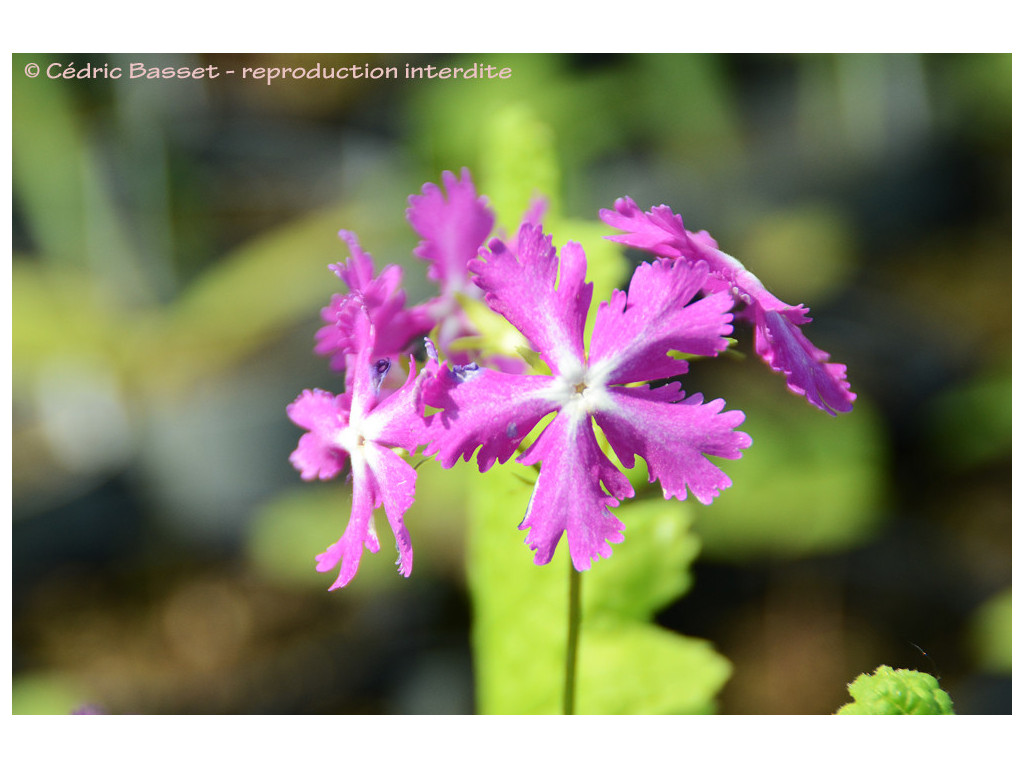 PRIMULA SIEBOLDII 'KYO KANOKO'