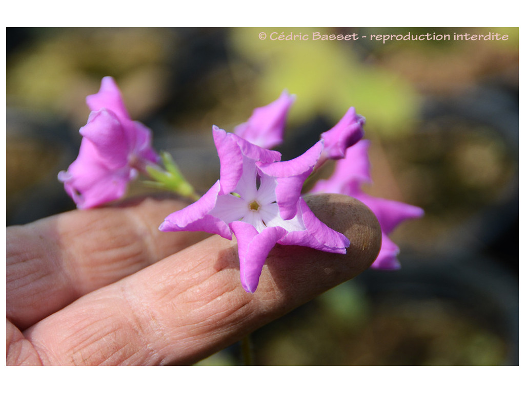 PRIMULA SIEBOLDII 'MAI-NO-O'