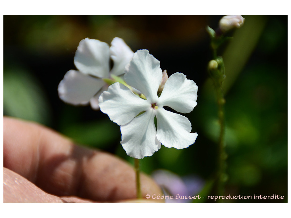 PRIMULA SIEBOLDII 'SETO-NO-UME'