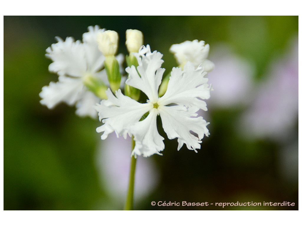 PRIMULA SIEBOLDII 'TURU-NO-KEGOROMO'