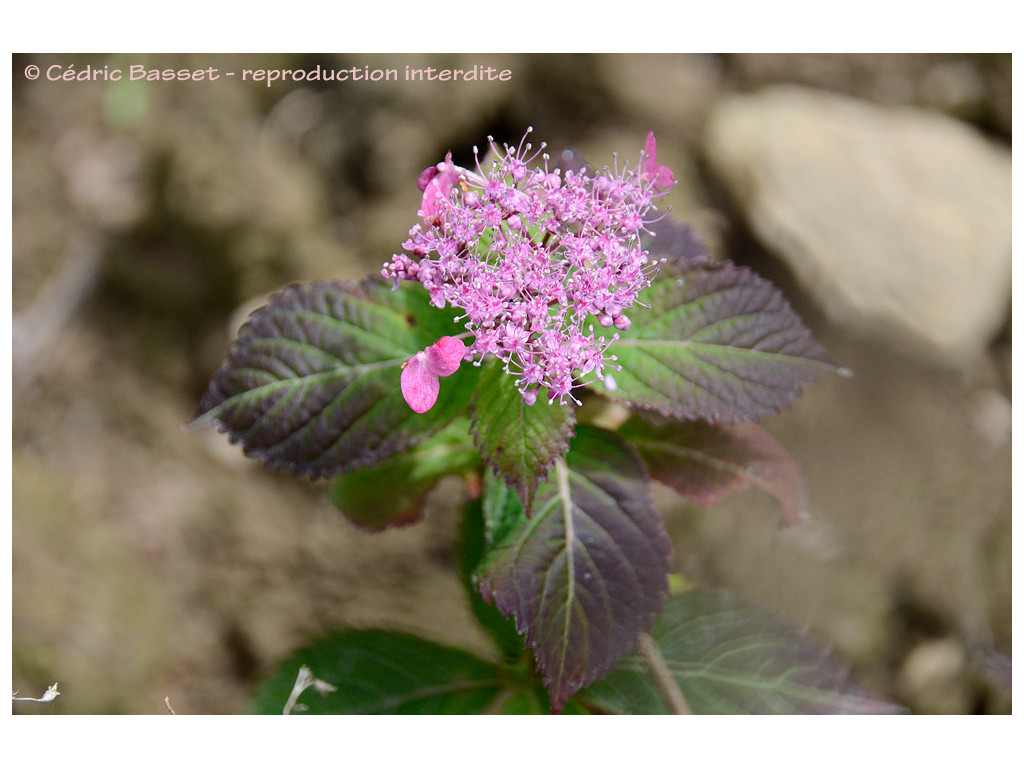 HYDRANGEA SERRATA 'KAIKYOU'