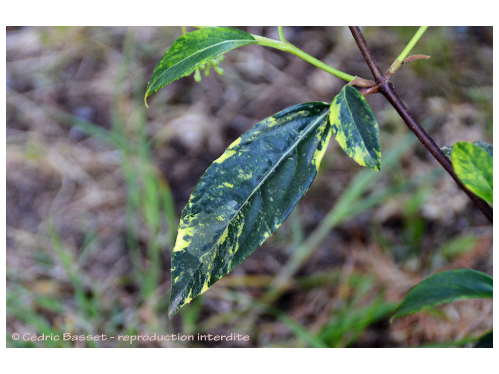 VIBURNUM ERUBESCENS 'VARIEGATA'