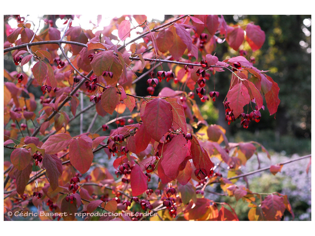 EUONYMUS PLANIPES 'SANCHO'