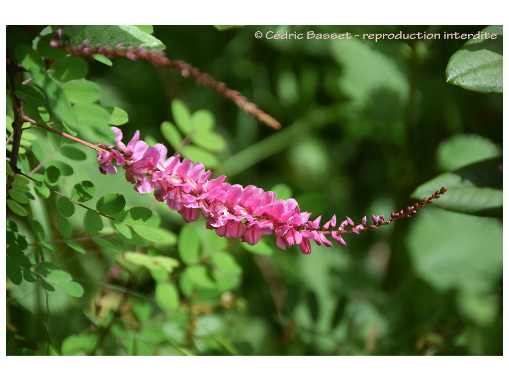 INDIGOFERA HOWELLII