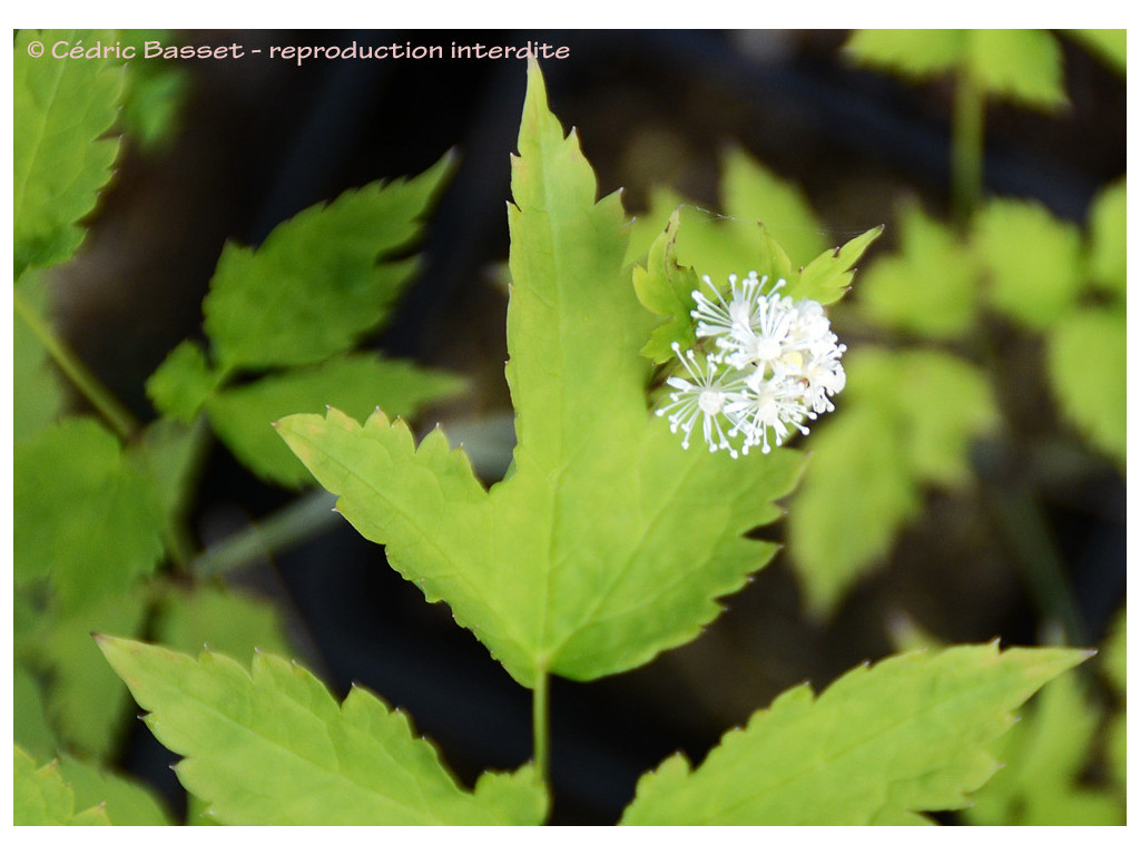 ACTAEA PACHYPODA US6256