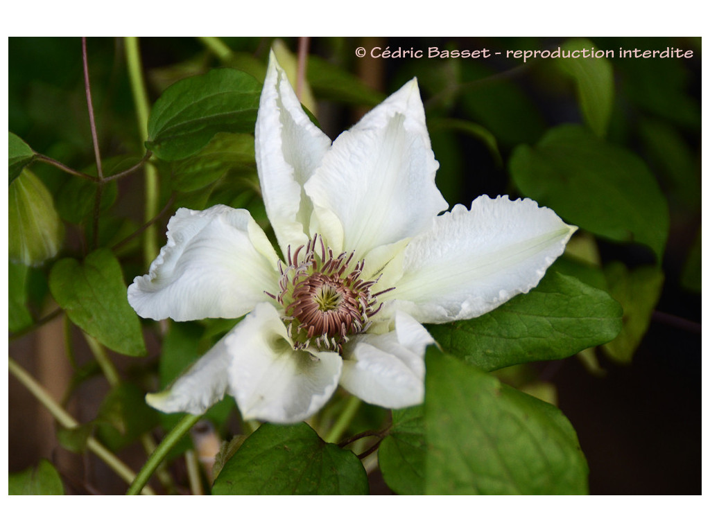 CLEMATIS PATENS 'FUYU NO TABI'