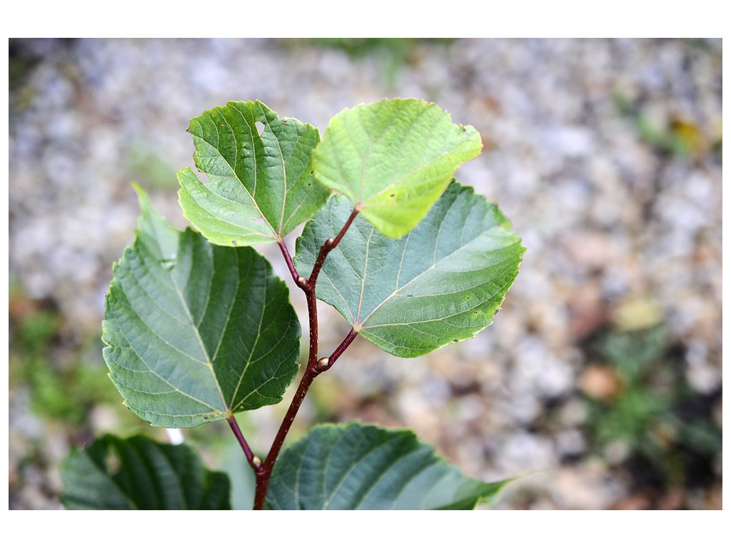 TILIA JAPONICA 'ERNEST WILSON'