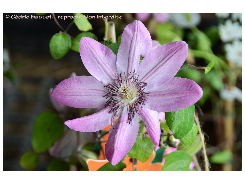 CLEMATIS PATENS 'HARU ICHIBAN'