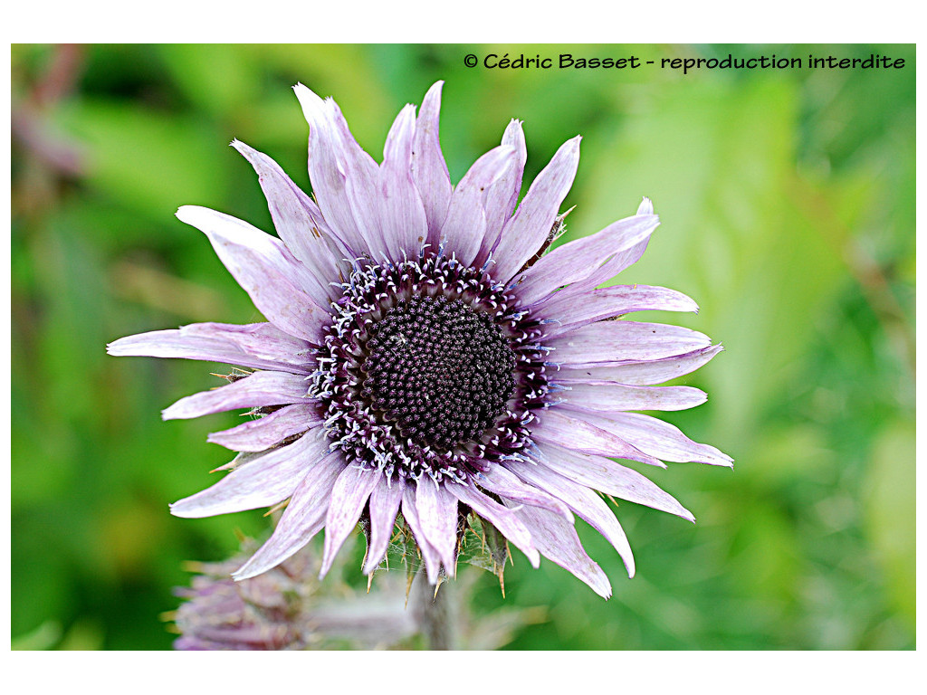 BERKHEYA PURPUREA ZAF6786