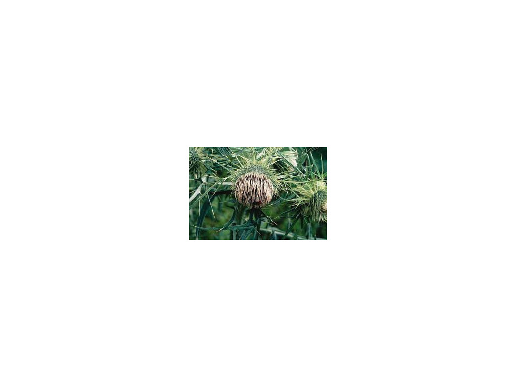 CIRSIUM BOTRYODES W/O-9092