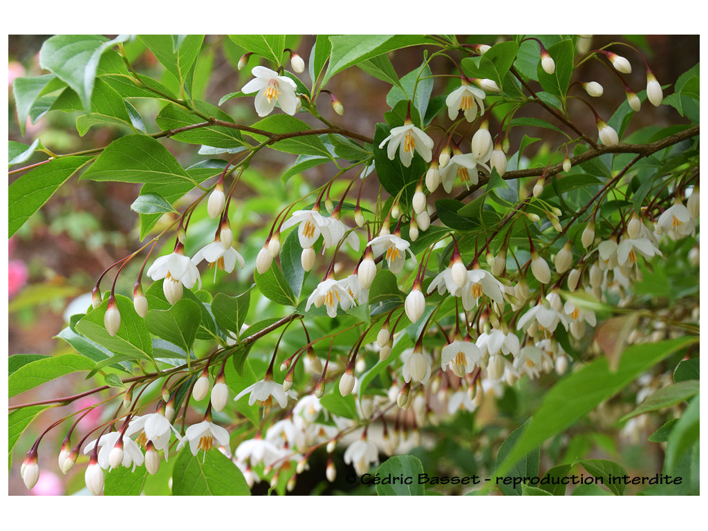 STYRAX JAPONICA var.FARGESII