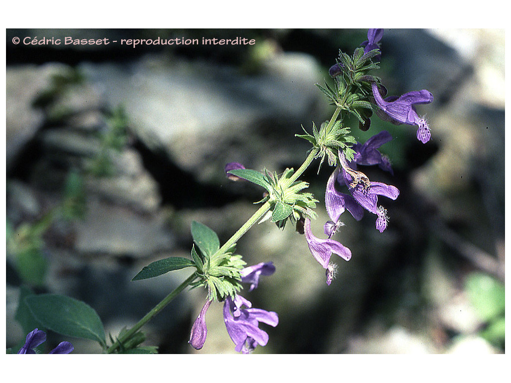 NEPETA STEWARTIANA W/O-7173 NEPETA STEWARTIANA W/O-7173