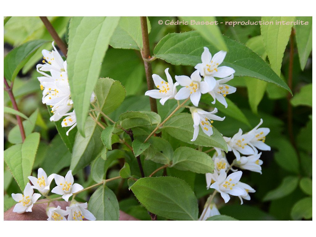 DEUTZIA sp. Japon CMBJP1931