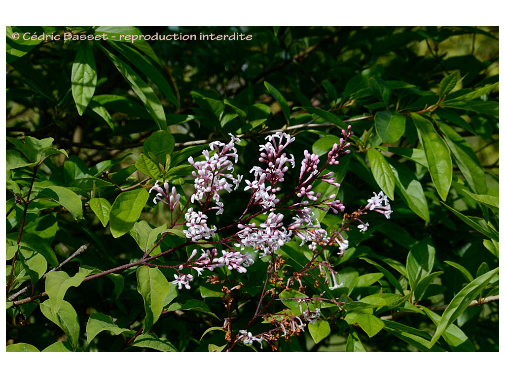 SYRINGA SWEGINZOWII CBCH094