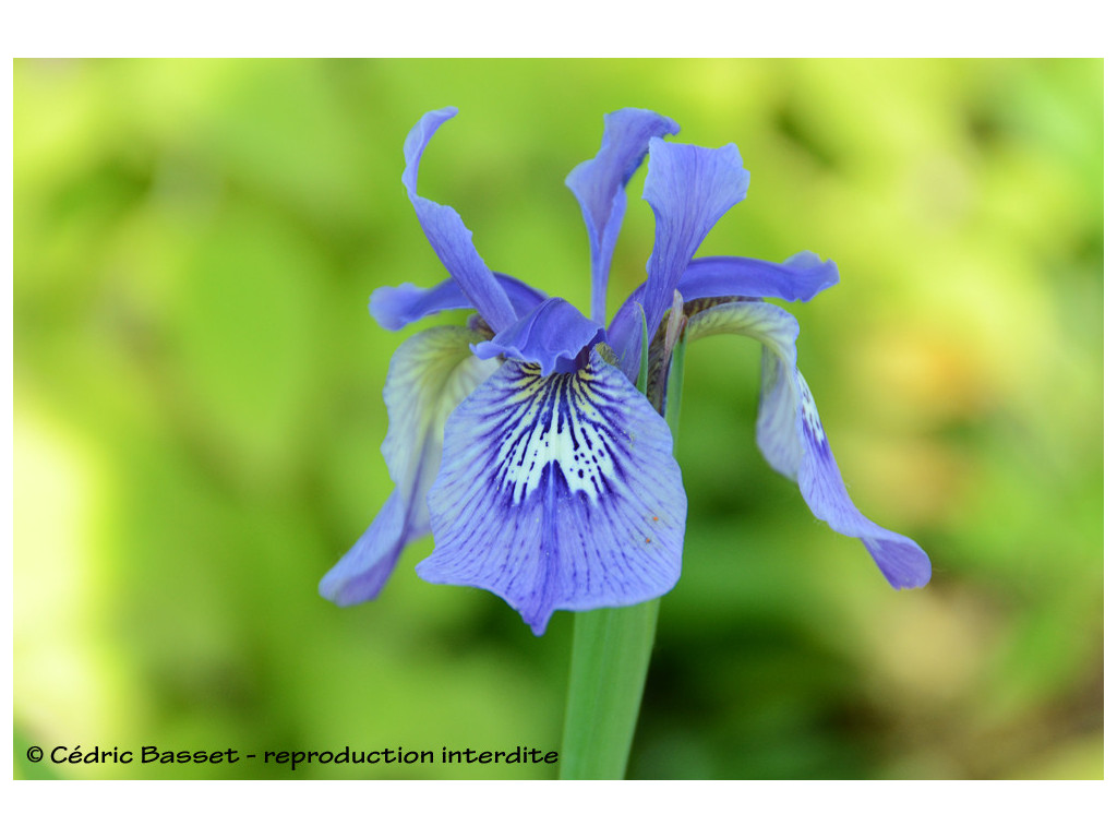 IRIS BULLEYANA BSWJ7912 IRIS BULLEYANA BSWJ7912