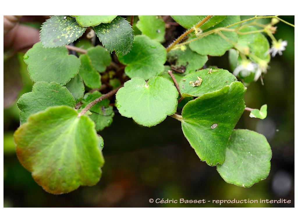 SAXIFRAGA VEITCHIANA SAXIFRAGA VEITCHIANA