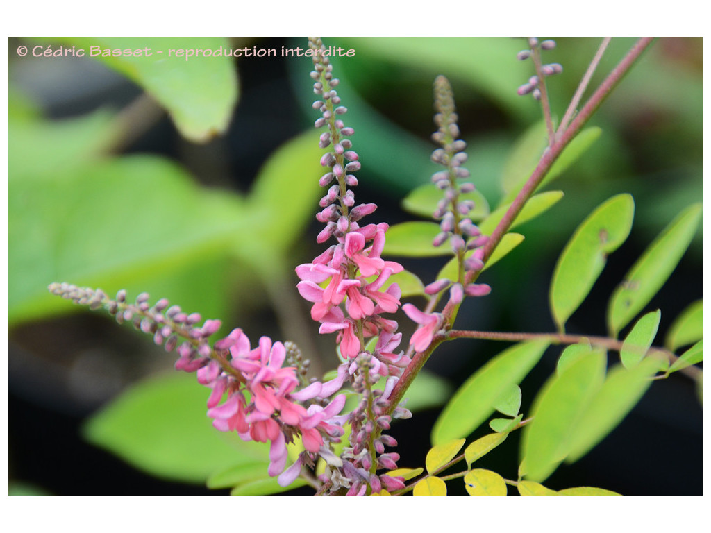 INDIGOFERA AMBLYANTHA