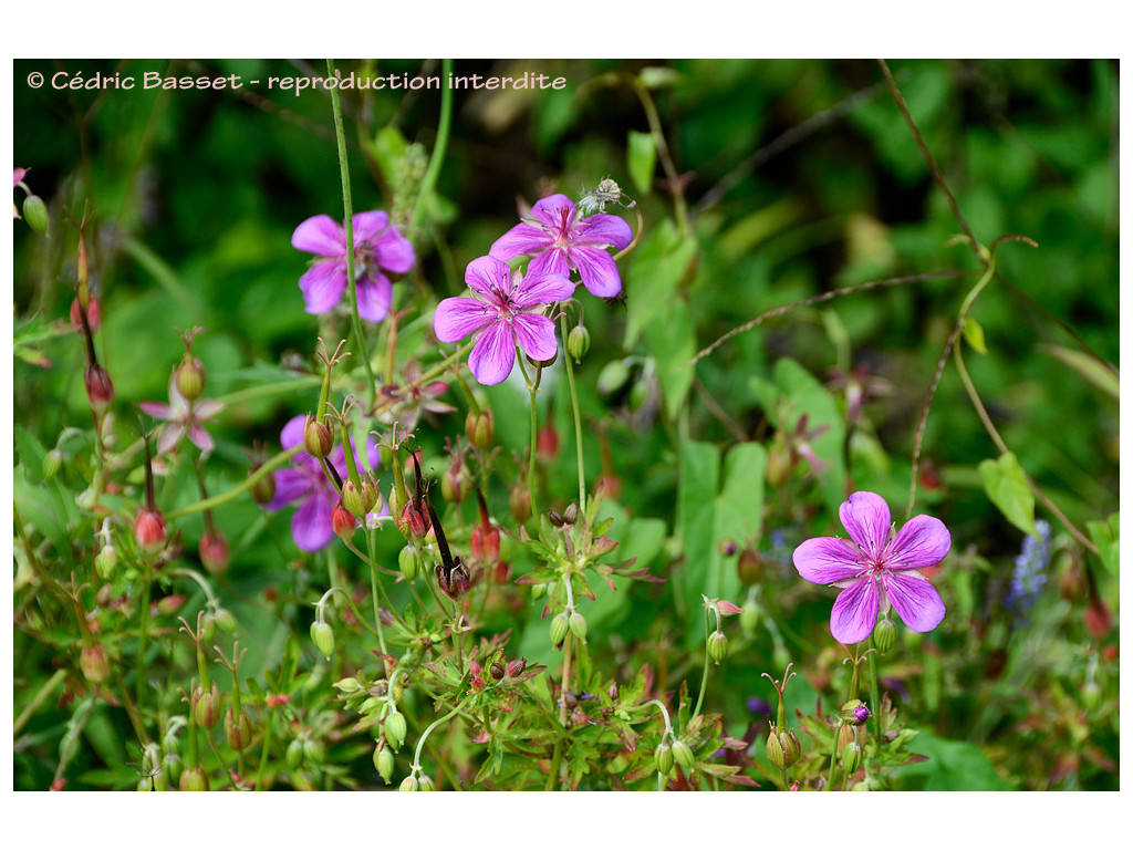 GERANIUM YEZOENSE var.PSEUDOYEZOENSE