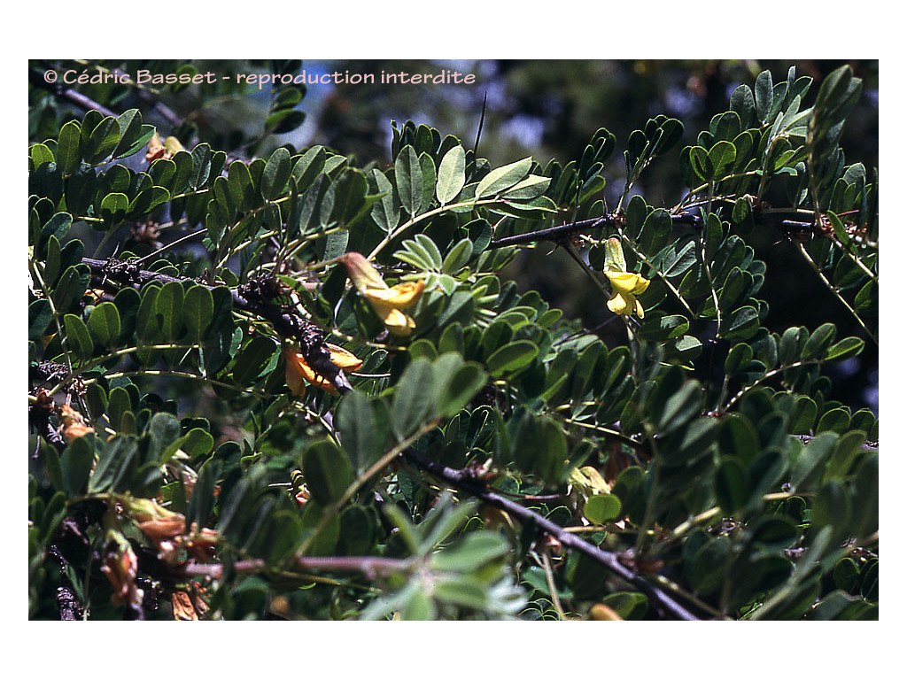 CARAGANA BREVISPINA NP6769