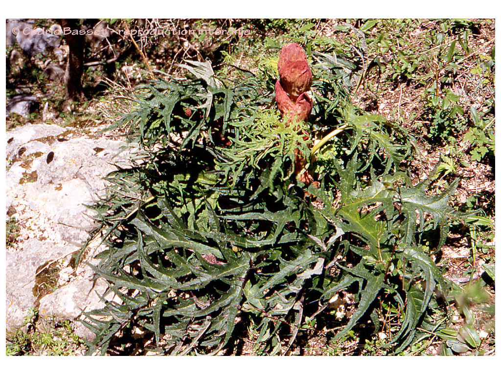 RHEUM PALMATUM var.TANGUTICUM