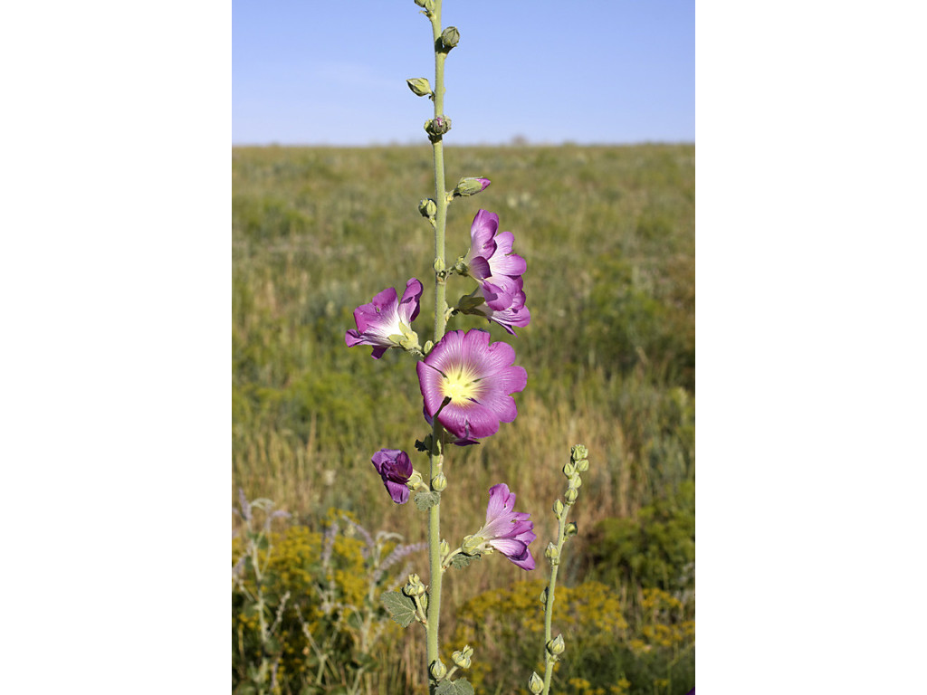 ALCEA LITWINOWII KG6800