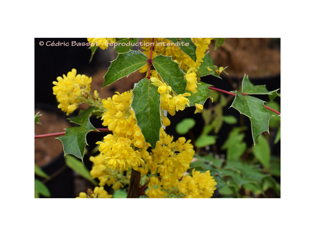 MAHONIA PIPERIANA