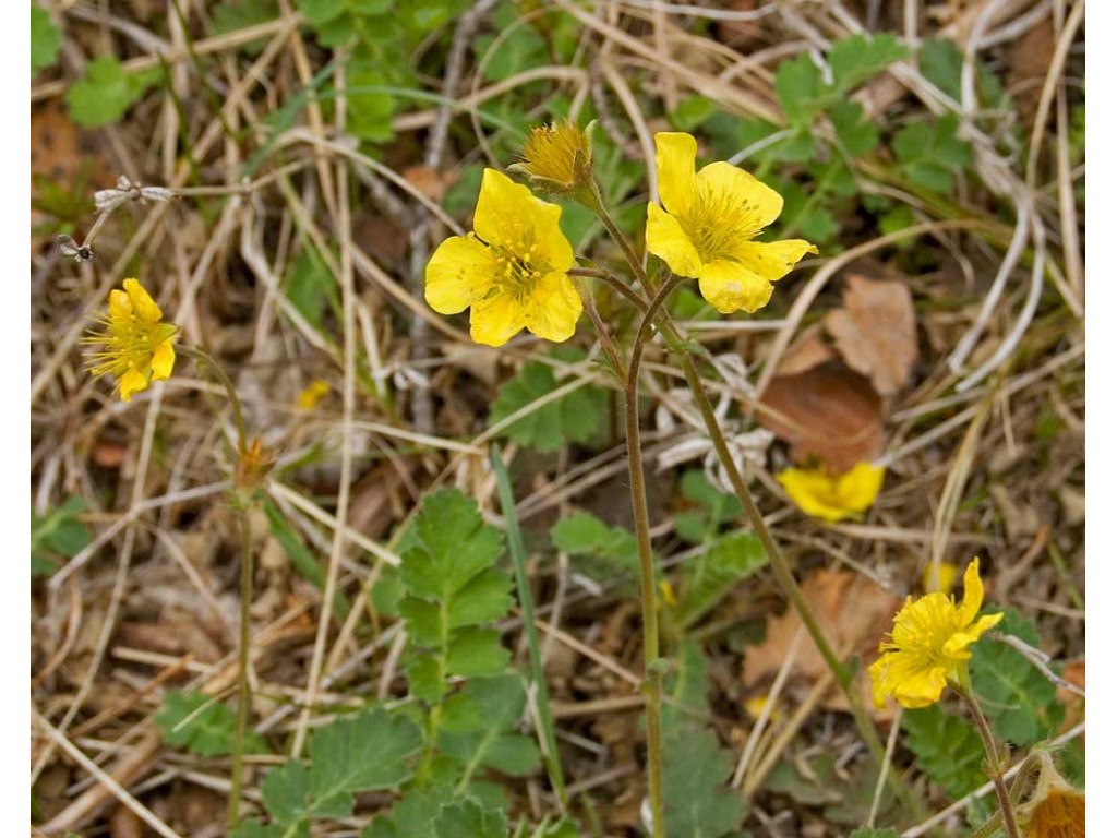 COLURIA GEOIDES KZ6729