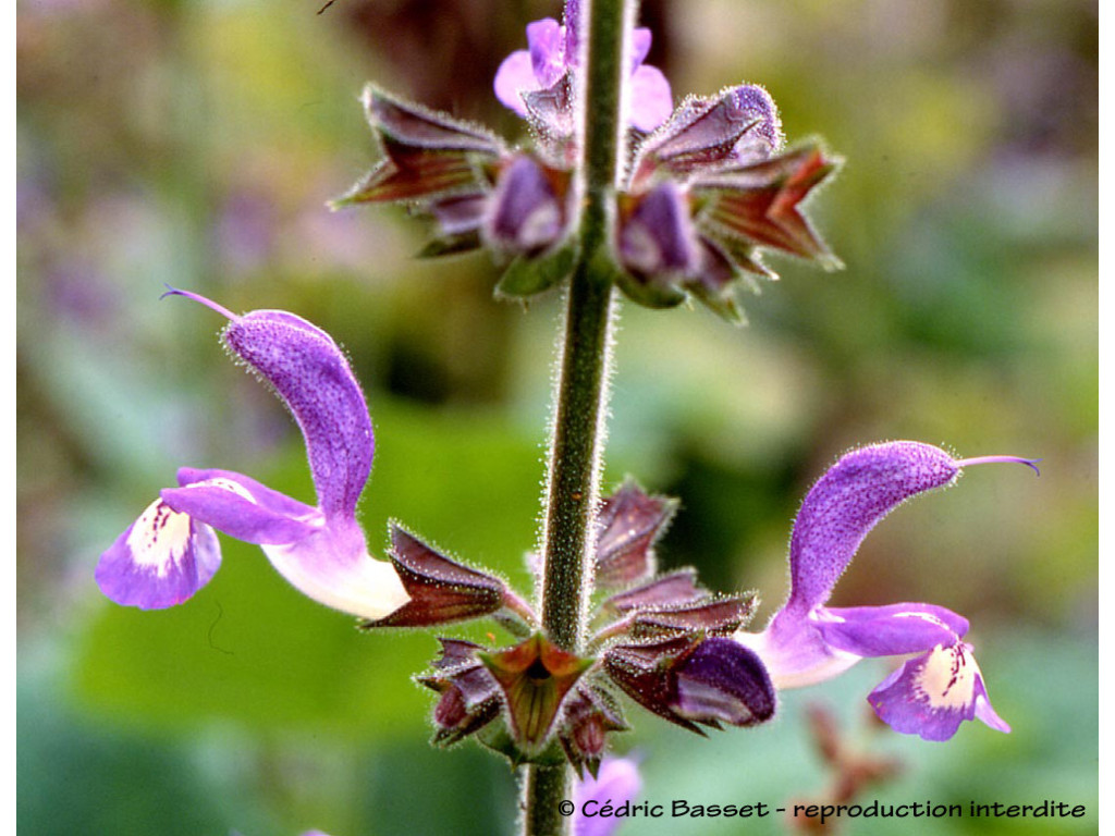 SALVIA FORSKAOHLEI TR6750