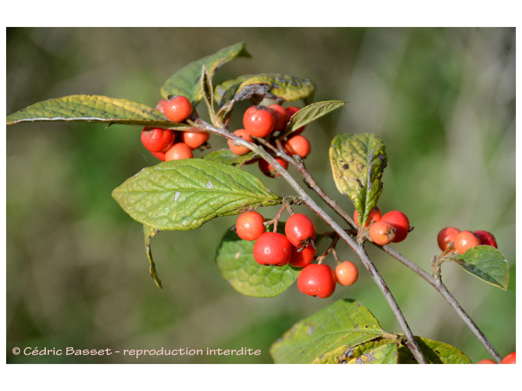 COTONEASTER OGISUI