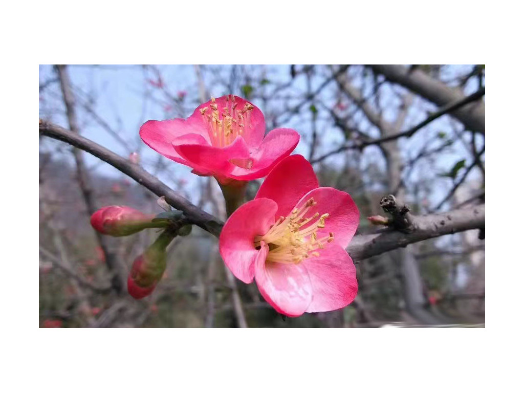 CHAENOMELES sp.Chine W/O-1002