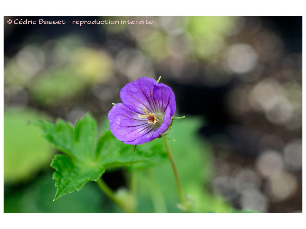 GERANIUM WALLICHIANUM HPA1373