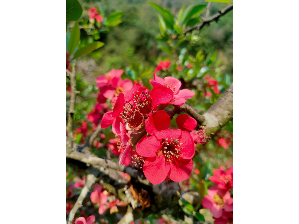 CHAENOMELES sp.Chine W/O-1043