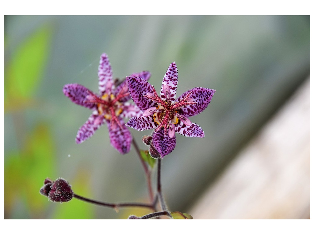 TRICYRTIS HIRTA 'MIYAZAKI' TRICYRTIS HIRTA 'MIYAZAKI'