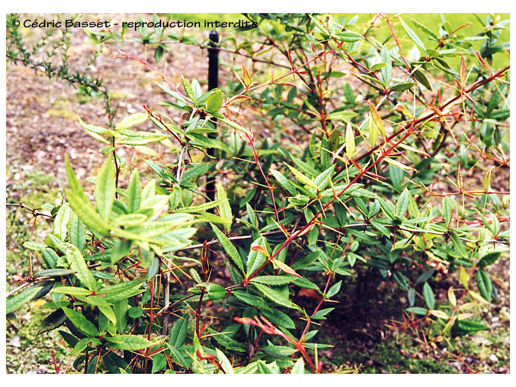 BERBERIS SARGENTIANA CH6892