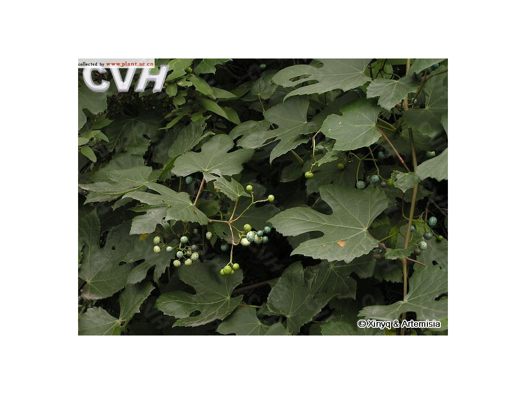 AMPELOPSIS HUMULIFOLIA CH6883