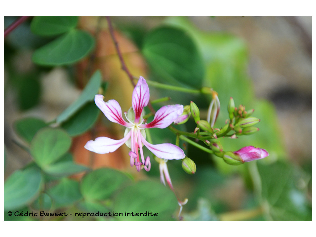 BAUHINIA YUNNANENSIS