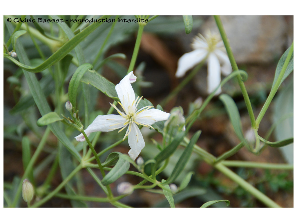 CLEMATIS SONGARICA KG5678