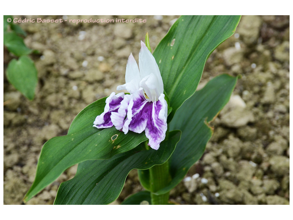 ROSCOEA PURPUREA 'WISLEY AMETHYST'