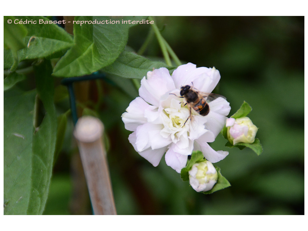 CALYSTEGIA HEDERACEA 'FLORE PLENO'