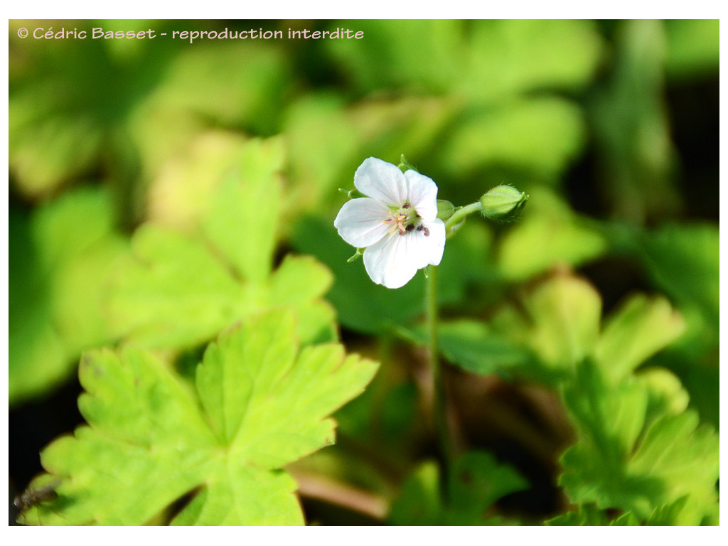 GERANIUM THUNBERGII JP6864