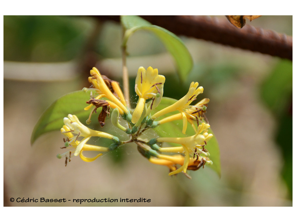 LONICERA GLABRATA