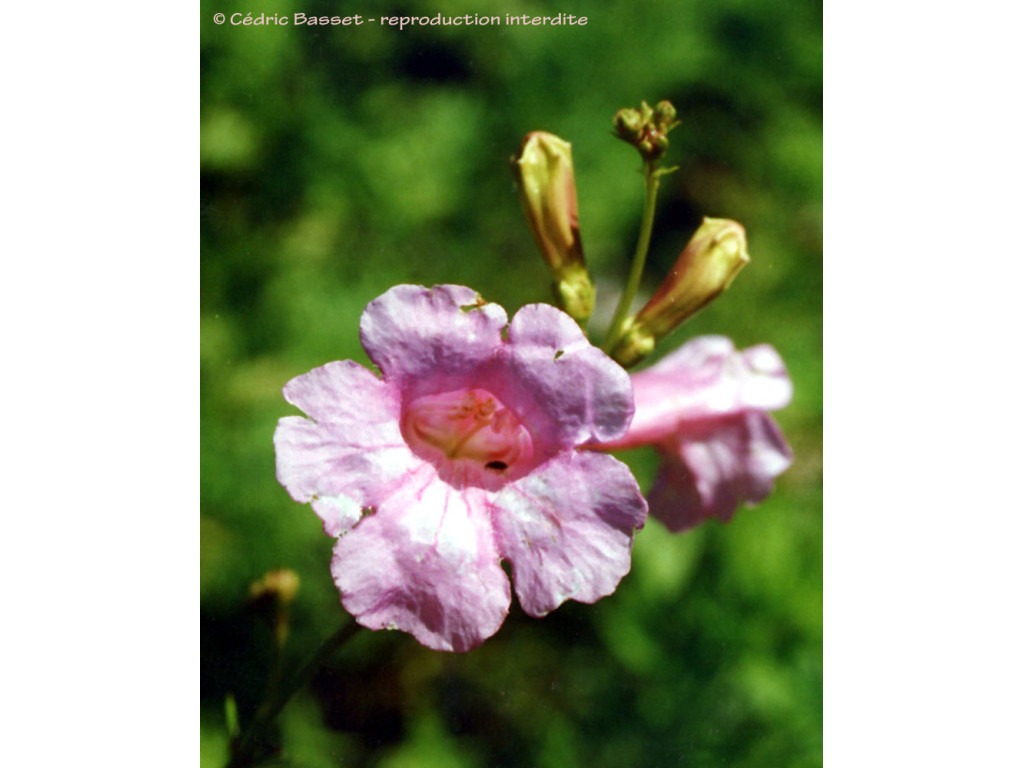 INCARVILLEA OLGAE